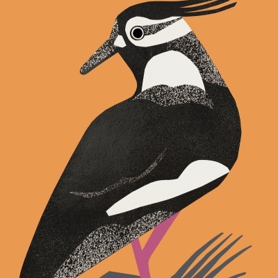 Ilustração digital de um pássaro preto e branco com pernas cor-de-rosa em fundo laranja