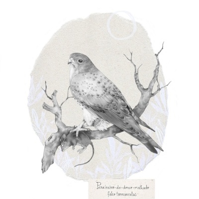 Ilustração de falcão preto e branco sobre árvore segurando rato, com texto científico.