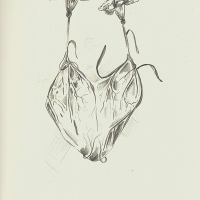 Desenho a lápis de duas flores pequenas com folhas grandes caídas em fundo branco