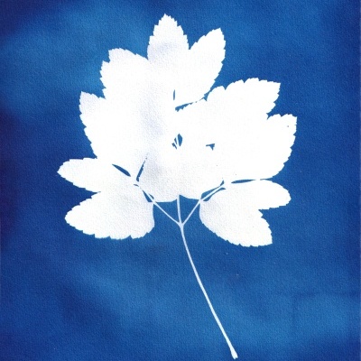 Impressão cianotípica de folha branca sobre fundo azul
