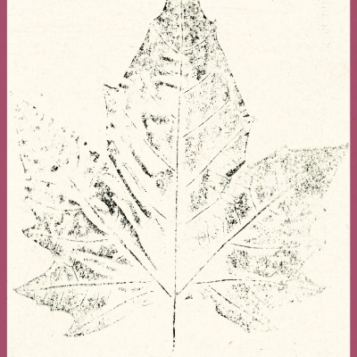 Desenho a preto e branco de uma folha com nervuras visíveis