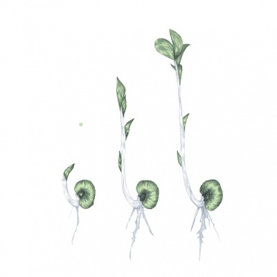 Ilustração de plantas em crescimento com raízes e folhas verdes