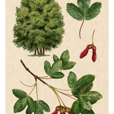 Ilustração botânica de árvore, folhas verdes com três lobos e sementes vermelhas aladas.