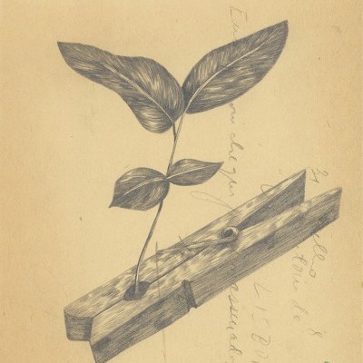 Desenho a lápis de planta com folhas e pedaço de madeira em fundo bege com texto manuscrito