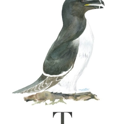 Ilustração de pássaro Torda-mergulheira preto e branco sobre galho com texto