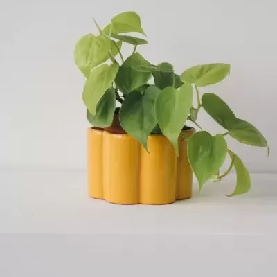 Vaso de cerâmica amarelo com planta de folhas verdes