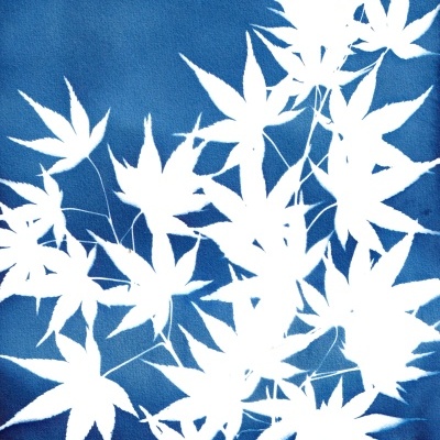 Folhas brancas em fundo azul artístico com textura suave