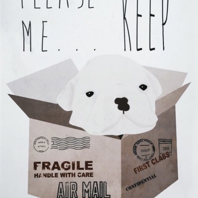 Quadro com cachorro branco dentro de caixa de papelão e texto 'PLEASE KEEP ME...'