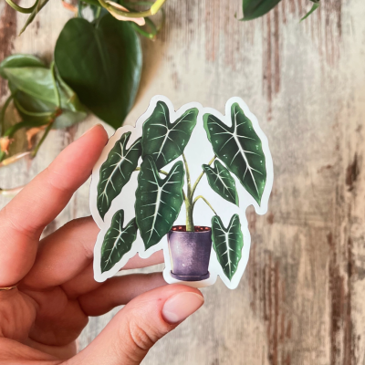 Autocolante de planta Alocasia em vaso castanho escuro, segurado à mão