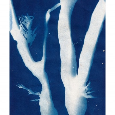 Silhuetas brancas de ramos ou troncos em fundo azul