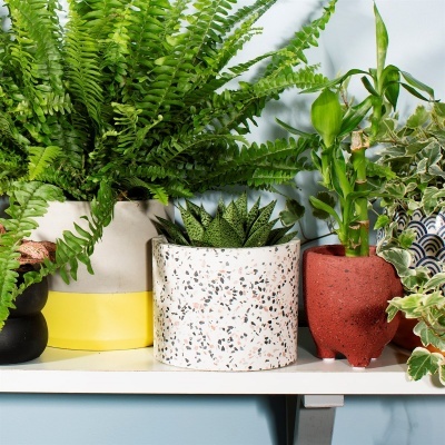 Vasos de cerâmica com plantas verdes em prateleira branca