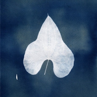 Folha branca texturizada sobre fundo azul cianótipo