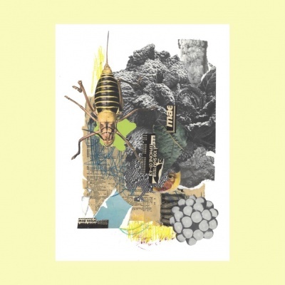 Colagem com inseto, papel jornal e texturas coloridas