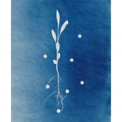 Imagem de planta branca com raízes em fundo azul ciano