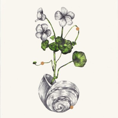 Ilustração botânica de flores em concha espiralada