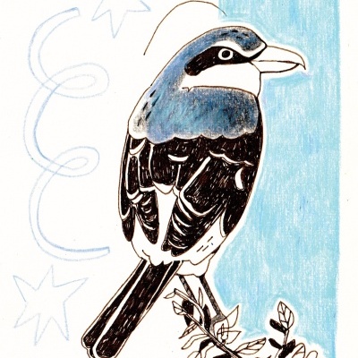 Desenho de pássaro azul e preto sobre ramo com fundo azul