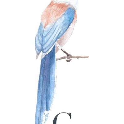 Ilustração de pássaro Charneco em cores azul, branca e castanha