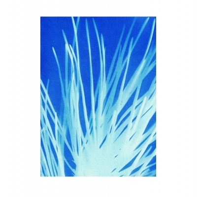 Planta com folhas finas em tom azul