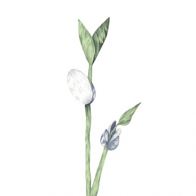 Desenho de um ramo de planta com folhas verdes e flores brancas