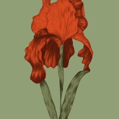 Ilustração estilizada de flor iris vermelha com folhas verdes sobre fundo verde-oliva