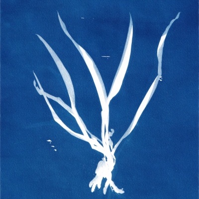 Planta branca sobre fundo azul monocromático