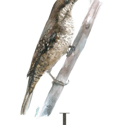 Ilustração de pássaro Torcicolo em ramo com texto