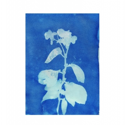 Cianótipo azul com silhueta branca de planta