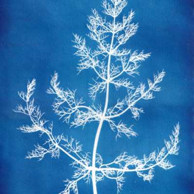 Ramificação de planta branca sobre fundo azul