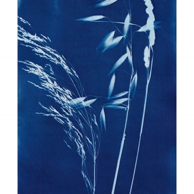 Arte em cianotipia com folhas e hastes brancas sobre fundo azul