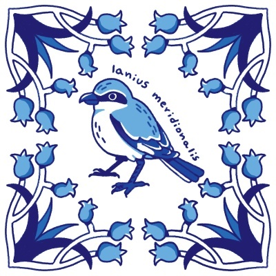 Desenho de pássaro azul com flores azuis e texto lanius meridionalis