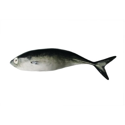 Peixe fresco com corpo prateado e costas escuras sobre fundo branco