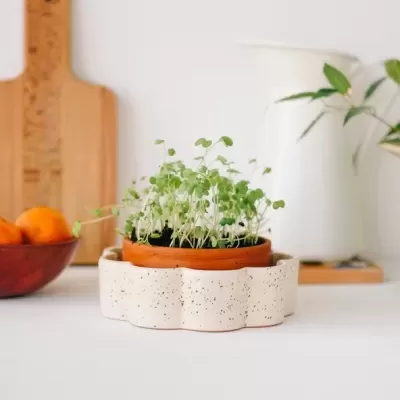 Vaso de barro com brotos verdes dentro de recipiente de cerâmica branco com textura pontilhada.