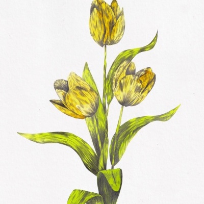 Ilustração de três tulipas amarelas com manchas castanhas e folhas verdes