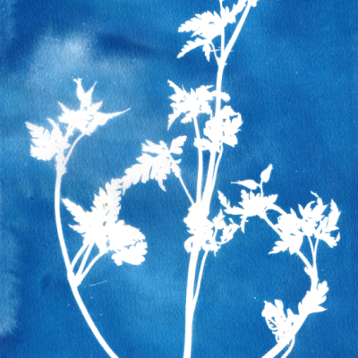 Planta branca em fundo azul, estilo cianótipo artístico