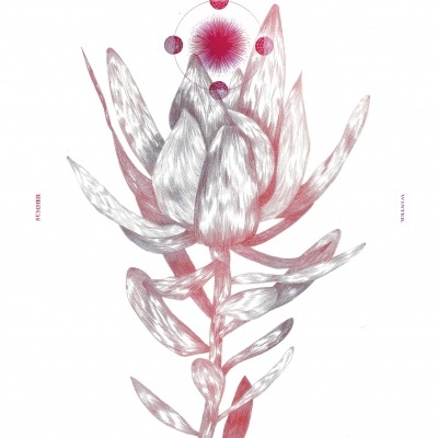 Ilustração botânica de flor estilizada em tons de rosa e cinza com texto