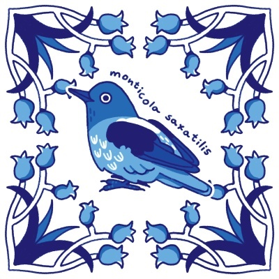 Ilustração de ave azul com borda floral azul e texto monticola saxatilis