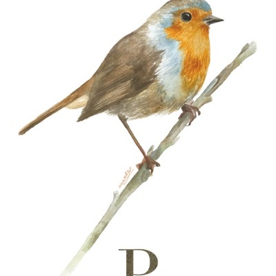 Ilustração de um pisco-de-peito-ruivo pousado num galho