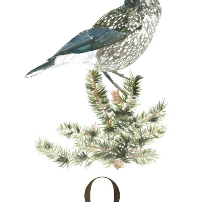 Ilustração de pássaro Quebra-nozes sobre ramo de pinheiro com noz no bico