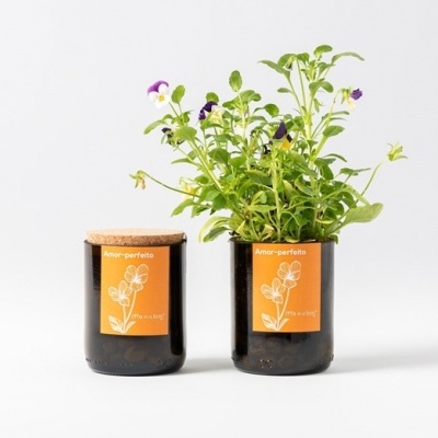 Vasos de vidro escuro com plantas e etiquetas laranja no fundo branco