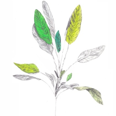 Desenho botânico com folhas verdes, amarelas e cinza