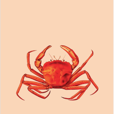 Ilustração de caranguejo vermelho sobre fundo bege