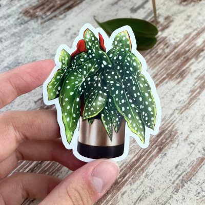 Adesivo planta folhas verdes com manchas brancas em vaso metálico segurado por mão sobre mesa de madeira