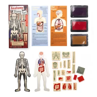 Conjunto de carimbos de anatomia com figura de esqueleto, órgão humano, almofadas de tinta e cartões informativos.