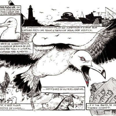 Ilustração em preto e branco de gaivota e aves marinhas com texto explicativo.