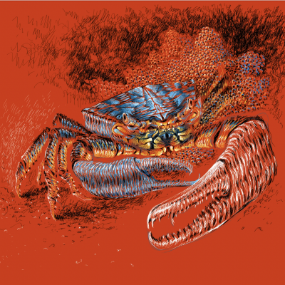 Ilustração colorida de caranguejo com pinças grandes sobre fundo vermelho