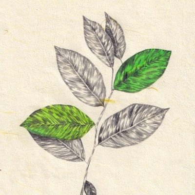 Ilustração botânica de um ramo com folhas verdes e cinzentas em papel texturado