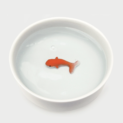 Pequeno peixe dourado dentro de taça branca com água