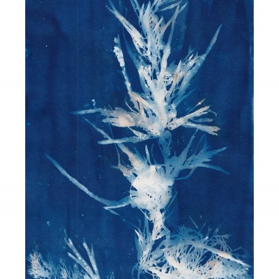 Imagem artística azul com planta branca detalhada