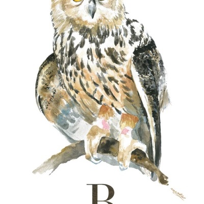 Ilustração de coruja Bufo-real pousada num ramo com texto