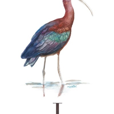 Ilustração de pássaro Ibis-preta com plumagem colorida em fundo branco